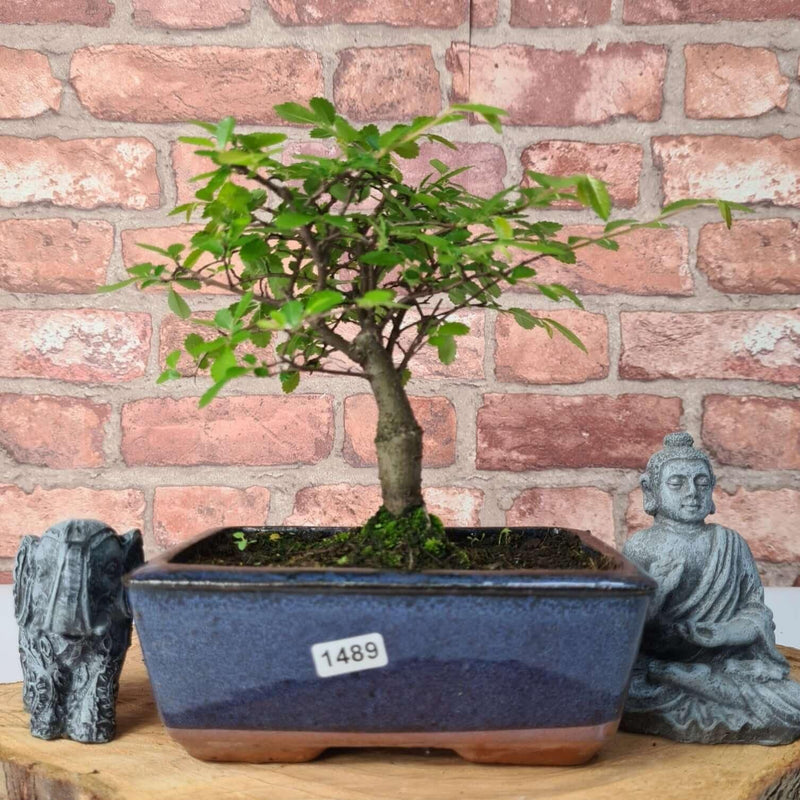 Chinese Elm (Ulmus Parvifolia) Bonsai Tree | Broom | In 15cm Pot - Yorkshire Bonsai