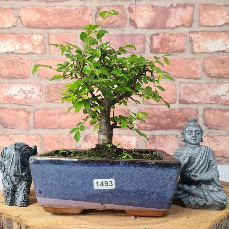 Chinese Elm (Ulmus Parvifolia) Bonsai Tree | Broom | In 15cm Pot - Yorkshire Bonsai