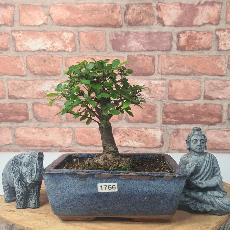 Chinese Elm (Ulmus Parvifolia) Bonsai Tree | Broom | In 15cm Pot - Yorkshire Bonsai