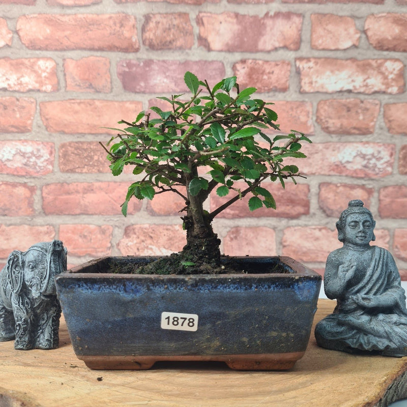 Chinese Elm (Ulmus Parvifolia) Bonsai Tree | Broom | In 15cm Pot - Yorkshire Bonsai