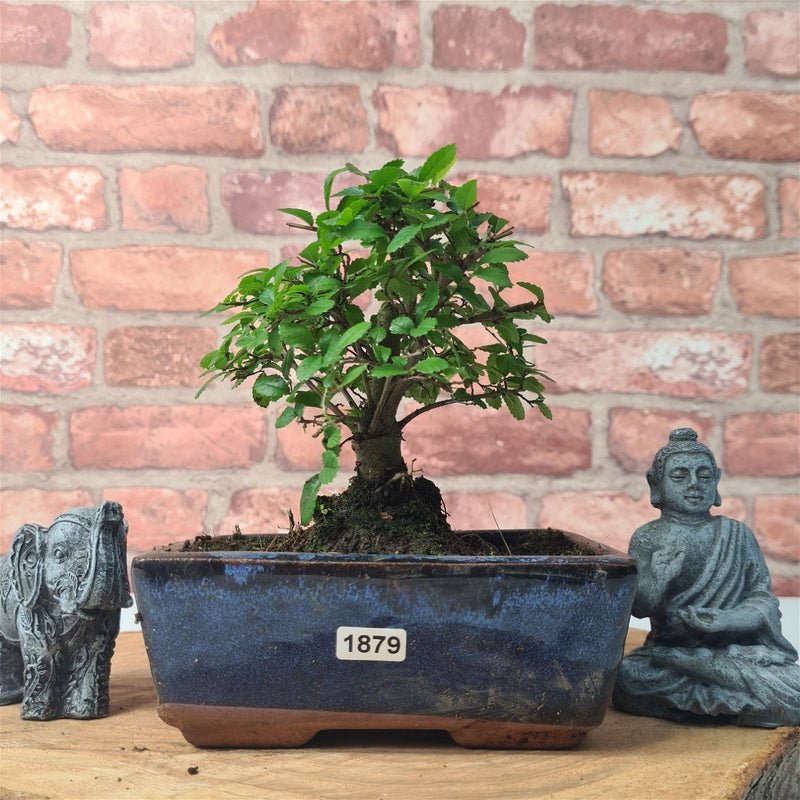 Chinese Elm (Ulmus Parvifolia) Bonsai Tree | Broom | In 15cm Pot - Yorkshire Bonsai