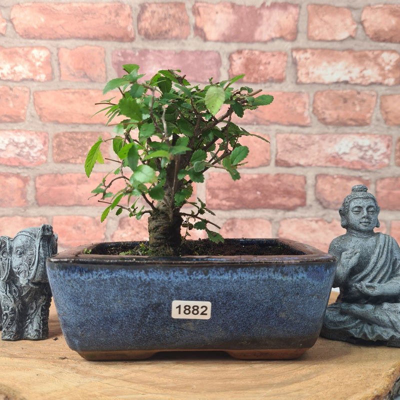 Chinese Elm (Ulmus Parvifolia) Bonsai Tree | Broom | In 15cm Pot - Yorkshire Bonsai