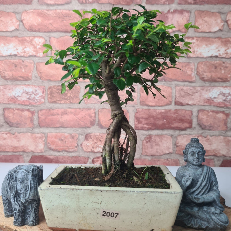 Chinese Elm (Ulmus Parvifolia) Bonsai Tree | Broom | In 15cm Pot - Yorkshire Bonsai
