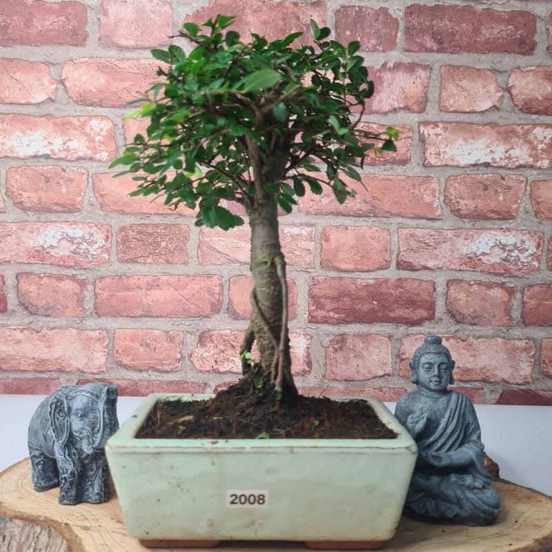 Chinese Elm (Ulmus Parvifolia) Bonsai Tree | Broom | In 15cm Pot - Yorkshire Bonsai