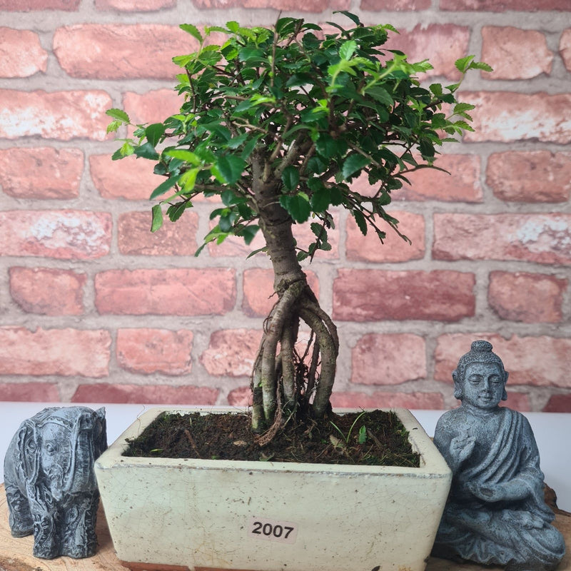 Chinese Elm (Ulmus Parvifolia) Bonsai Tree | Broom | In 15cm Pot - Yorkshire Bonsai