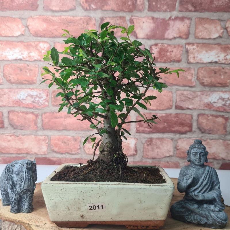 Chinese Elm (Ulmus Parvifolia) Bonsai Tree | Broom | In 15cm Pot - Yorkshire Bonsai