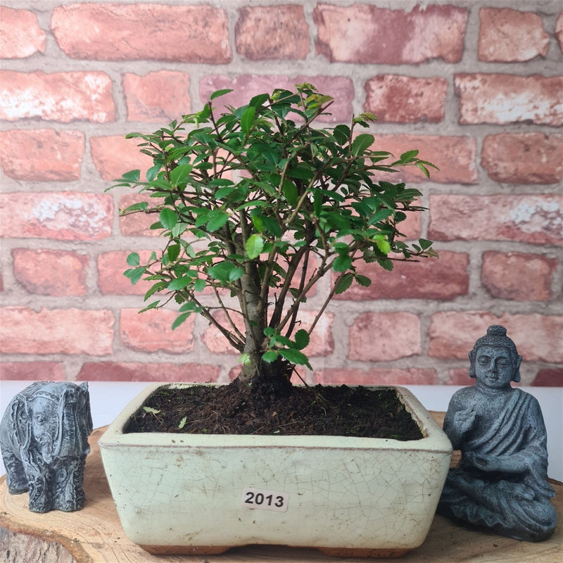 Chinese Elm (Ulmus Parvifolia) Bonsai Tree | Broom | In 15cm Pot - Yorkshire Bonsai