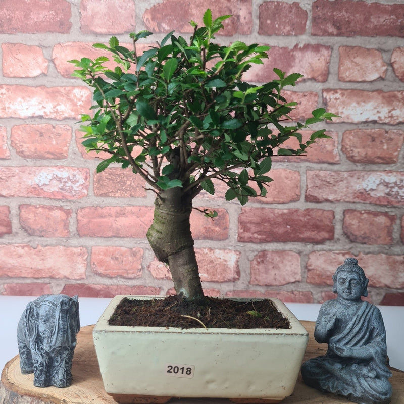 Chinese Elm (Ulmus Parvifolia) Bonsai Tree | Broom | In 15cm Pot - Yorkshire Bonsai