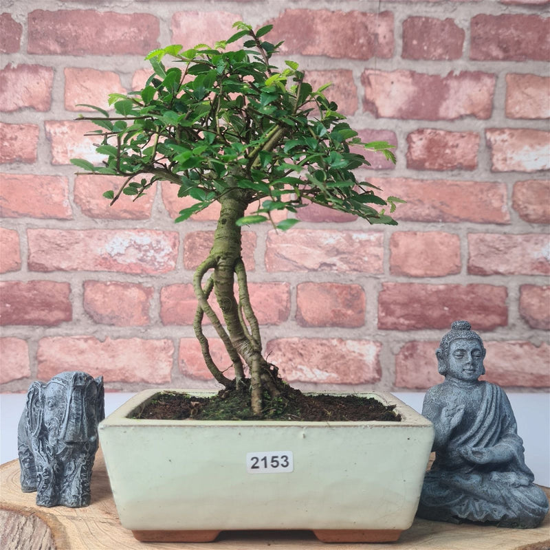 Chinese Elm (Ulmus Parvifolia) Bonsai Tree | Broom | In 15cm Pot - Yorkshire Bonsai