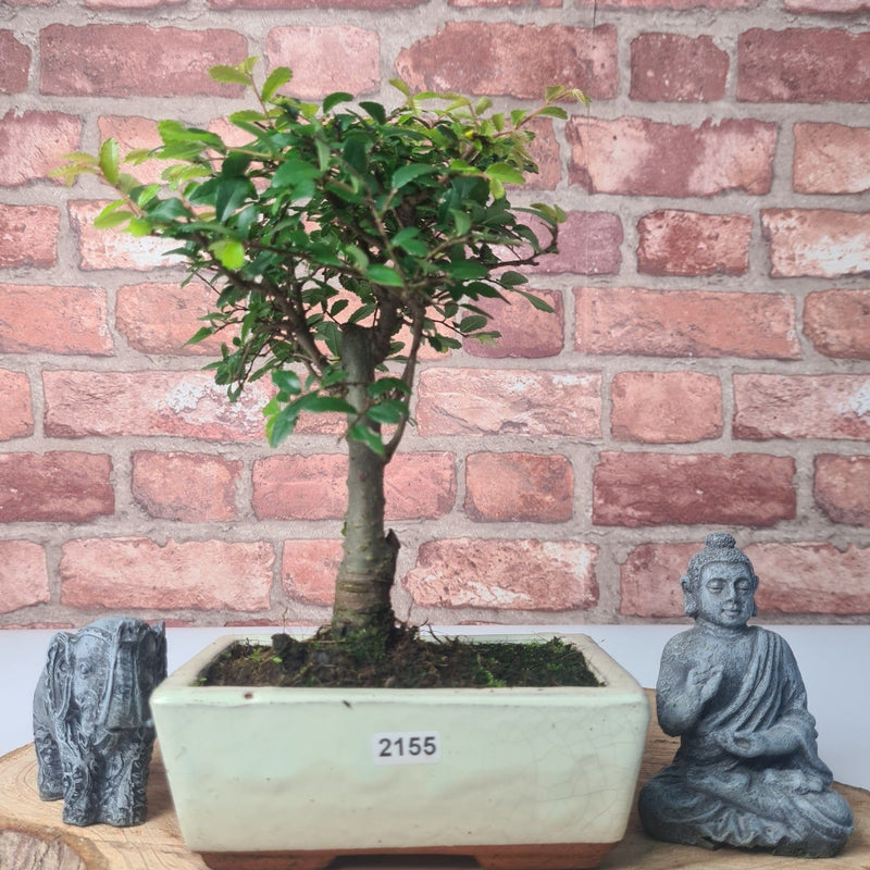 Chinese Elm (Ulmus Parvifolia) Bonsai Tree | Broom | In 15cm Pot - Yorkshire Bonsai