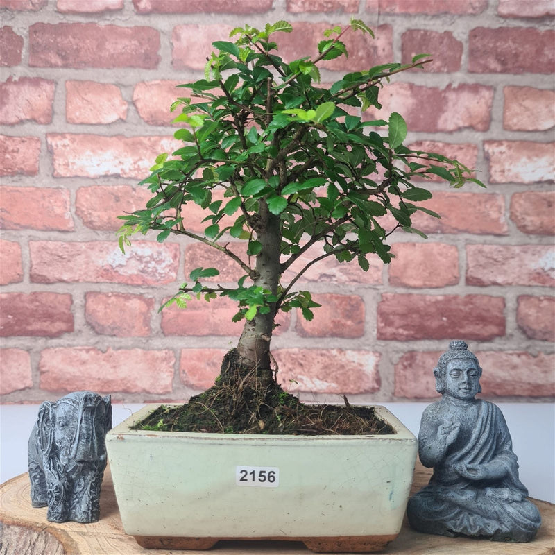 Chinese Elm (Ulmus Parvifolia) Bonsai Tree | Broom | In 15cm Pot - Yorkshire Bonsai