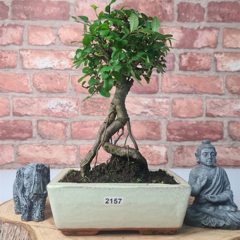 Chinese Elm (Ulmus Parvifolia) Bonsai Tree | Broom | In 15cm Pot - Yorkshire Bonsai