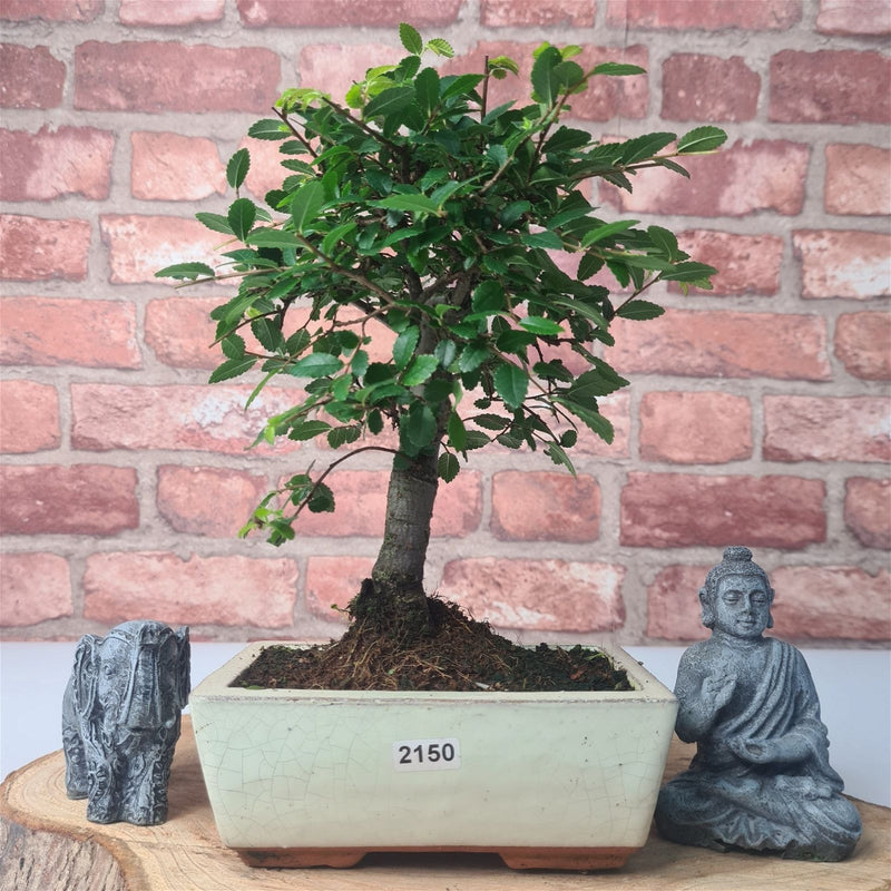 Chinese Elm (Ulmus Parvifolia) Bonsai Tree | Broom | In 15cm Pot - Yorkshire Bonsai