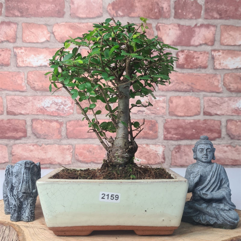 Chinese Elm (Ulmus Parvifolia) Bonsai Tree | Broom | In 15cm Pot - Yorkshire Bonsai
