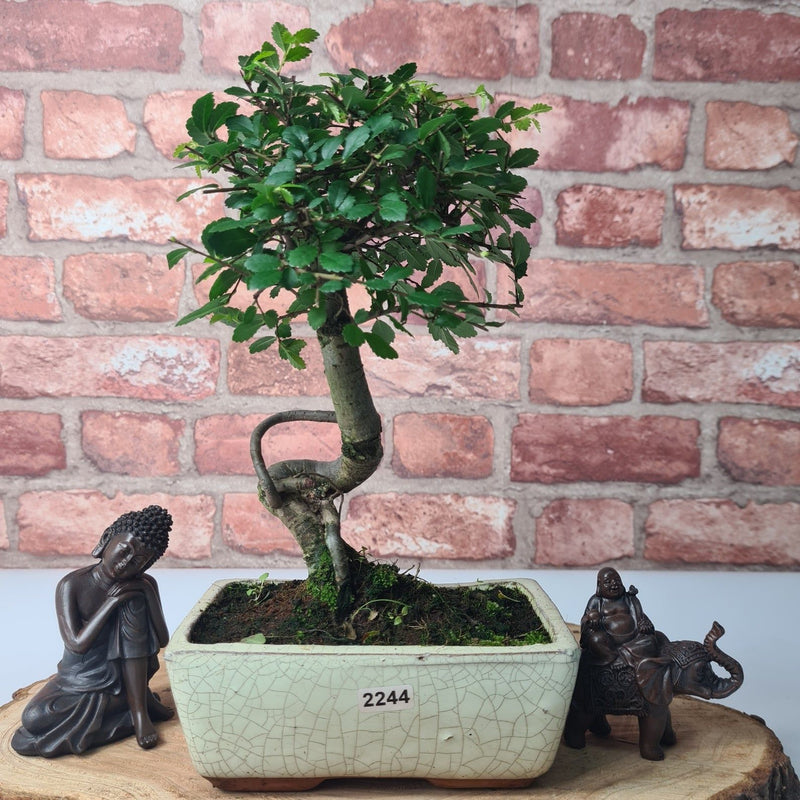 Chinese Elm (Ulmus Parvifolia) Bonsai Tree | Broom | In 15cm Pot - Yorkshire Bonsai