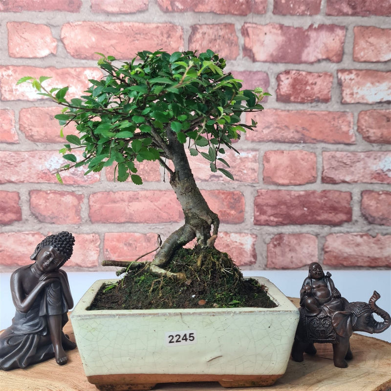 Chinese Elm (Ulmus Parvifolia) Bonsai Tree | Broom | In 15cm Pot - Yorkshire Bonsai
