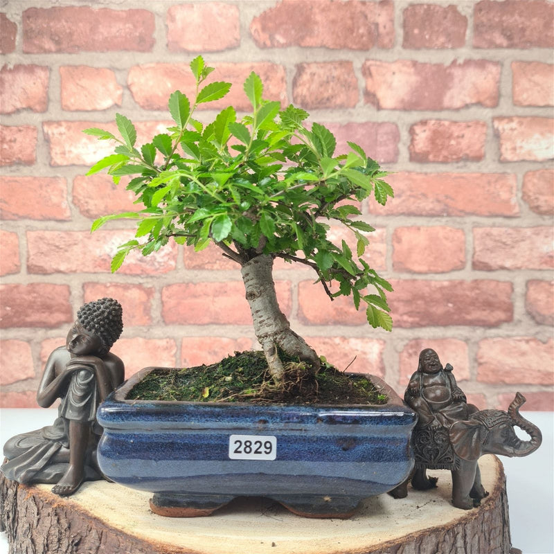 Chinese Elm (Ulmus Parvifolia) Bonsai Tree | Broom | In 15cm Pot - Yorkshire Bonsai