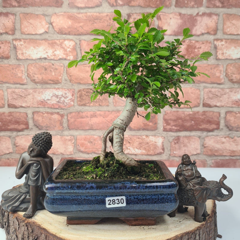 Chinese Elm (Ulmus Parvifolia) Bonsai Tree | Broom | In 15cm Pot - Yorkshire Bonsai