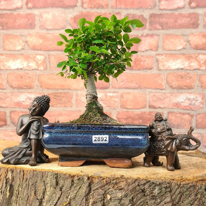 Chinese Elm (Ulmus Parvifolia) Bonsai Tree | Broom | In 15cm Pot - Yorkshire Bonsai