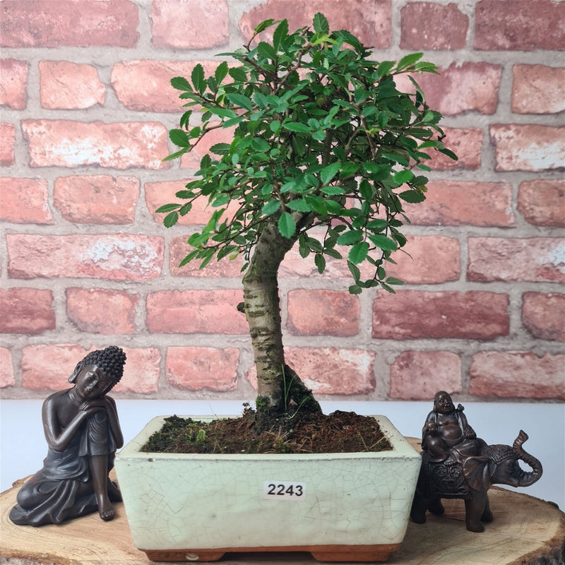 Chinese Elm (Ulmus Parvifolia) Bonsai Tree | Broom | In 15cm Pot - Yorkshire Bonsai