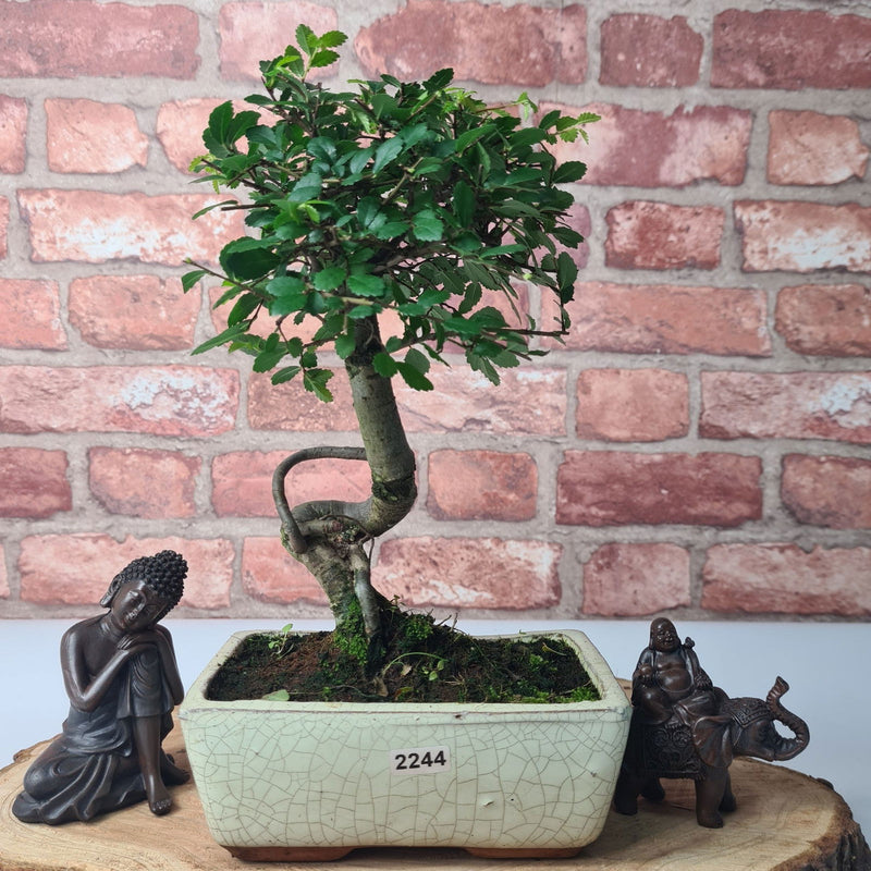 Chinese Elm (Ulmus Parvifolia) Bonsai Tree | Broom | In 15cm Pot - Yorkshire Bonsai