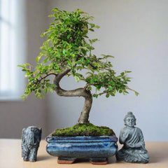 Chinese Elm (Ulmus Parvifolia) Bonsai Tree | Shaped | In 15cm Pot