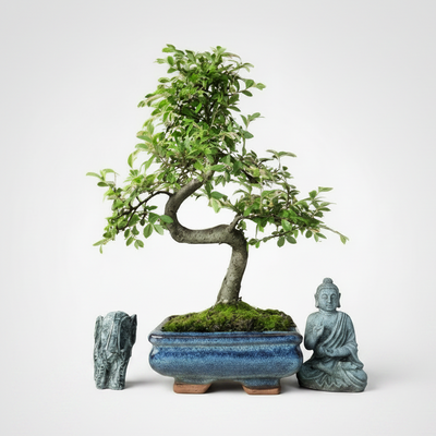 Indoor and Outdoor Bonsai Trees Collection