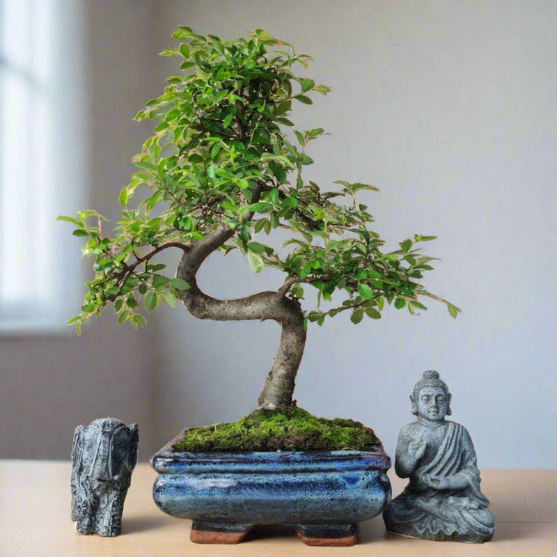 bonsai tree age 390 Chinese Elm (Ulmus Parvifolia) Bonsai Tree | Shaped