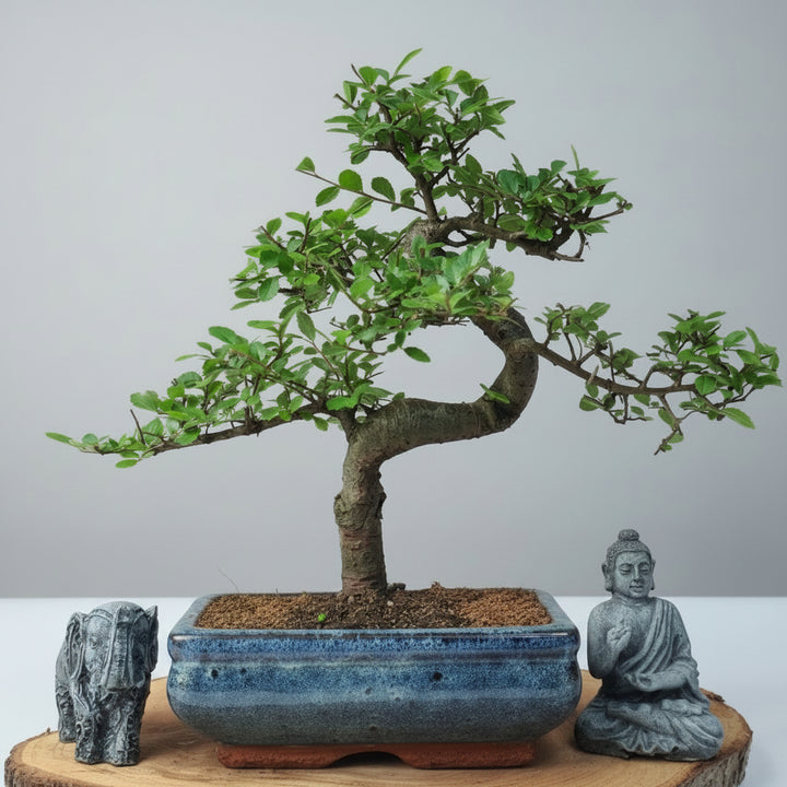 Chinese Elm (Ulmus Parvifolia) Bonsai Tree | Shaped