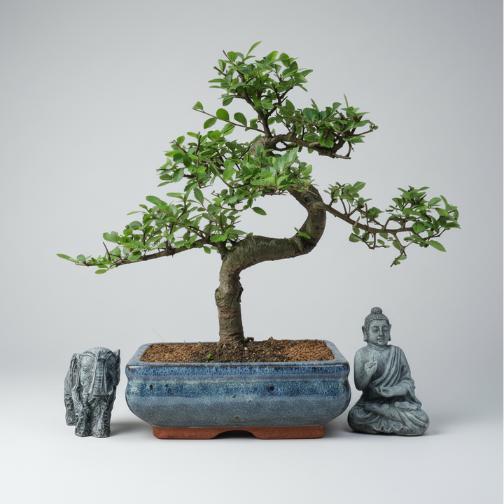 Chinese Elm (Ulmus Parvifolia) Bonsai Tree | Shaped | In 20cm Pot