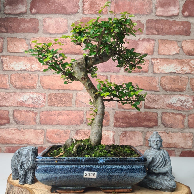 Chinese Elm (Ulmus Parvifolia) Bonsai Tree | Shaped | In 20cm Pot - Yorkshire Bonsai