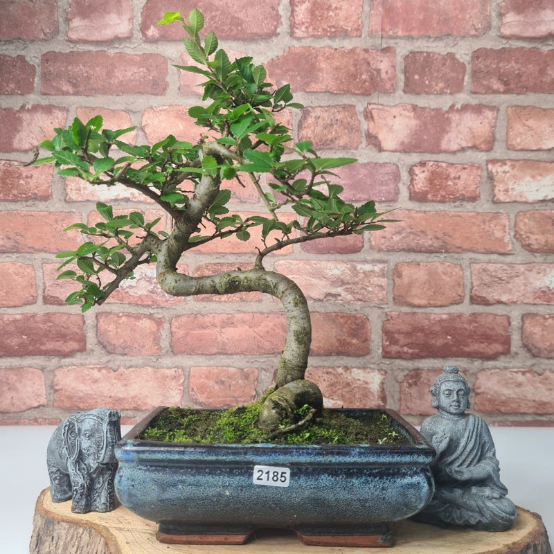 Chinese Elm (Ulmus Parvifolia) Bonsai Tree | Shaped | In 20cm Pot - Yorkshire Bonsai