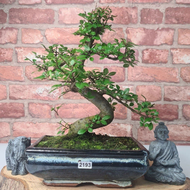 Chinese Elm (Ulmus Parvifolia) Bonsai Tree | Shaped | In 20cm Pot - Yorkshire Bonsai