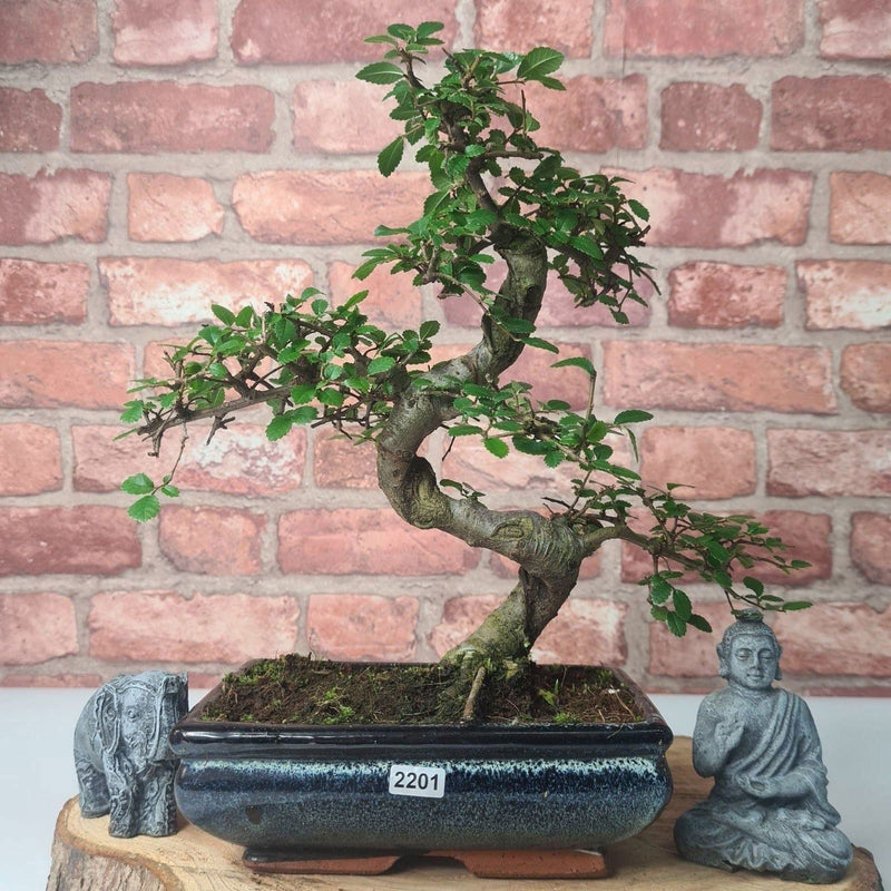 Chinese Elm (Ulmus Parvifolia) Bonsai Tree | Shaped | In 20cm Pot - Yorkshire Bonsai
