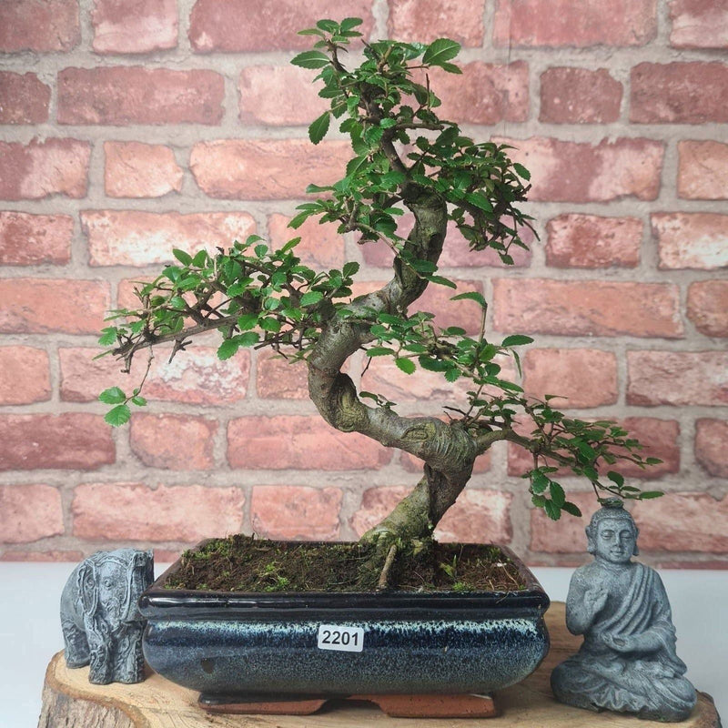 Chinese Elm (Ulmus Parvifolia) Bonsai Tree | Shaped | In 20cm Pot - Yorkshire Bonsai