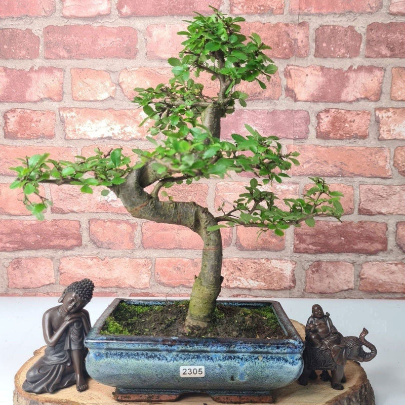 Chinese Elm (Ulmus Parvifolia) Bonsai Tree | Shaped | In 20cm Pot - Yorkshire Bonsai