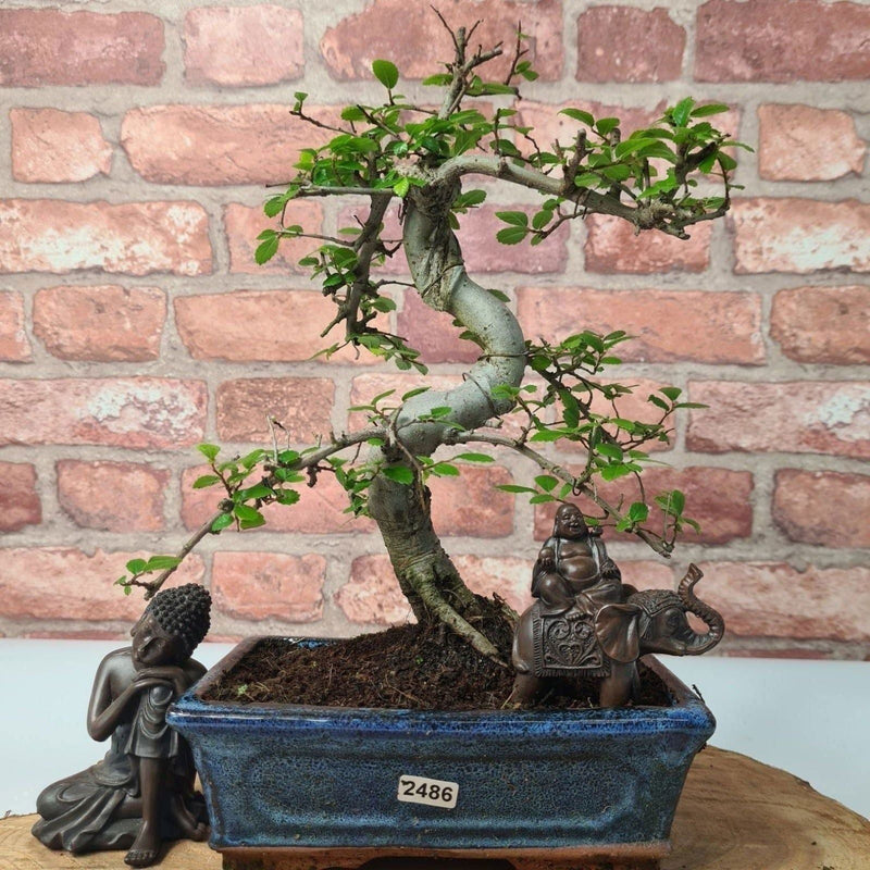 Chinese Elm (Ulmus Parvifolia) Bonsai Tree | Shaped | In 20cm Pot - Yorkshire Bonsai