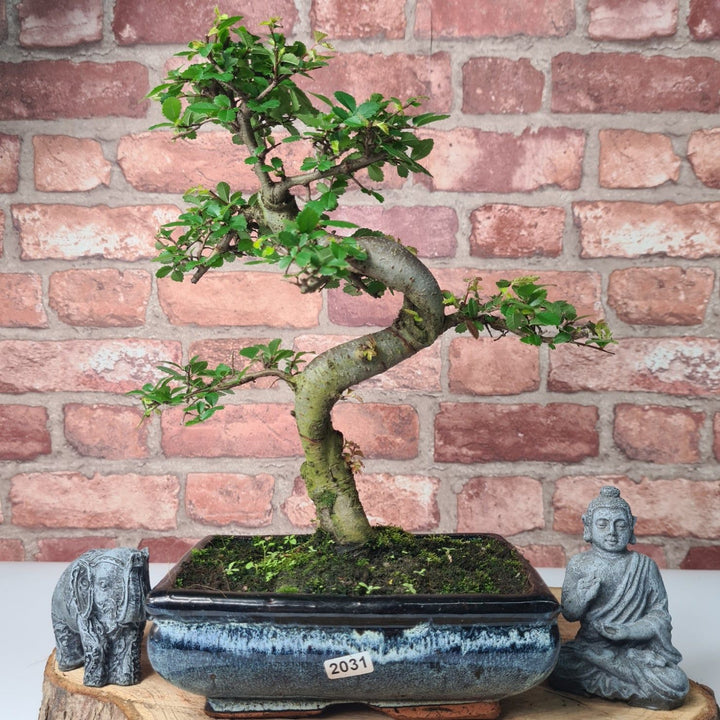 Chinese Elm (Ulmus Parvifolia) Bonsai Tree | Shaped | In 20cm Pot - Yorkshire Bonsai