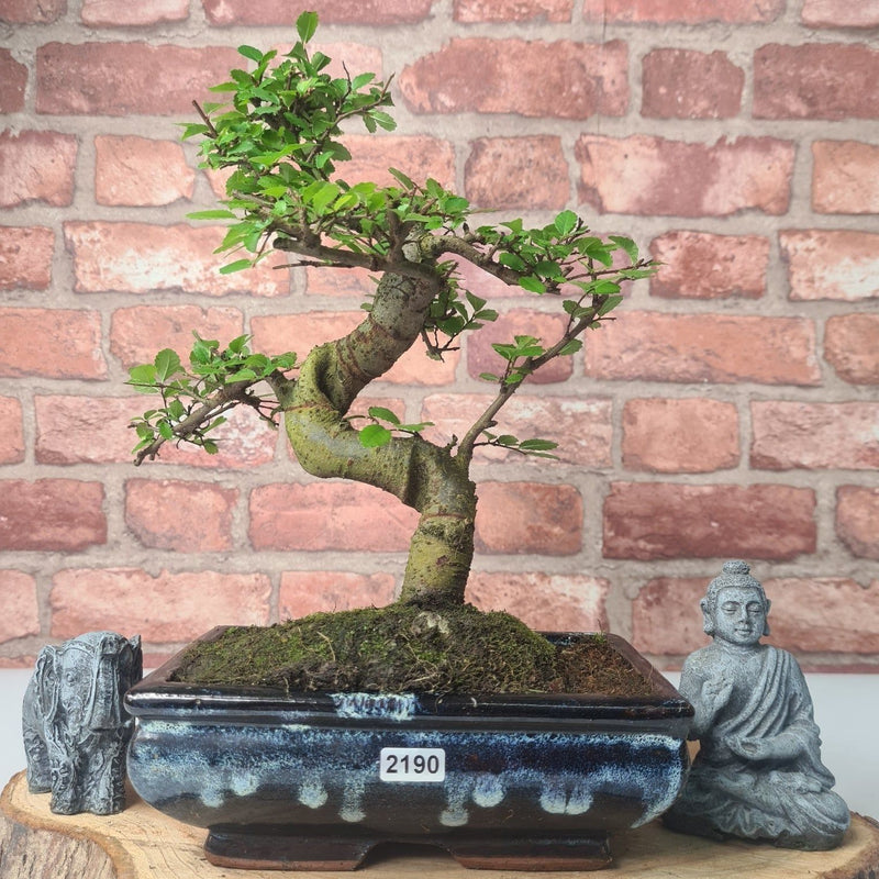 Chinese Elm (Ulmus Parvifolia) Bonsai Tree | Shaped | In 20cm Pot - Yorkshire Bonsai