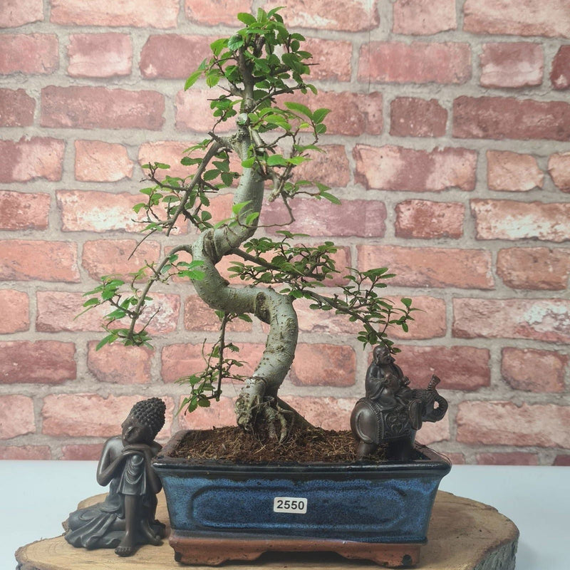 Chinese Elm (Ulmus Parvifolia) Bonsai Tree | Shaped | In 20cm Pot - Yorkshire Bonsai