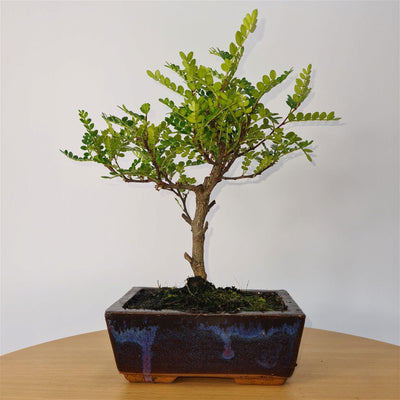 Chinese Pepper (Zanthoxylum Pipertum) Bonsai Tree | Broom | Height 25cm | In 15cm Pot - Yorkshire Bonsai