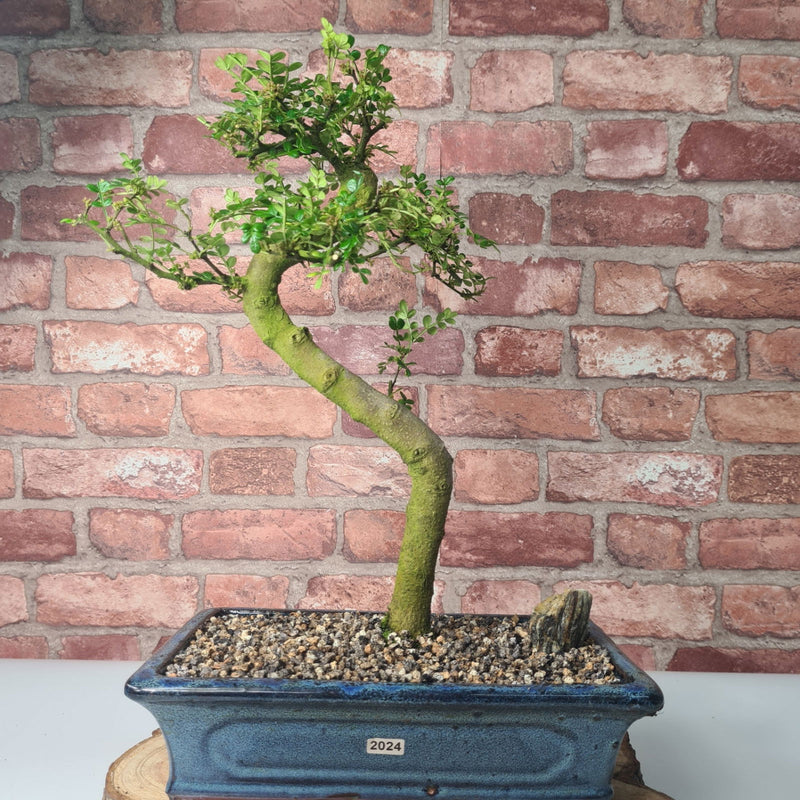 Chinese Pepper (Zanthoxylum Pipertum) Bonsai Tree | Shaped | In 30cm Pot - Yorkshire Bonsai