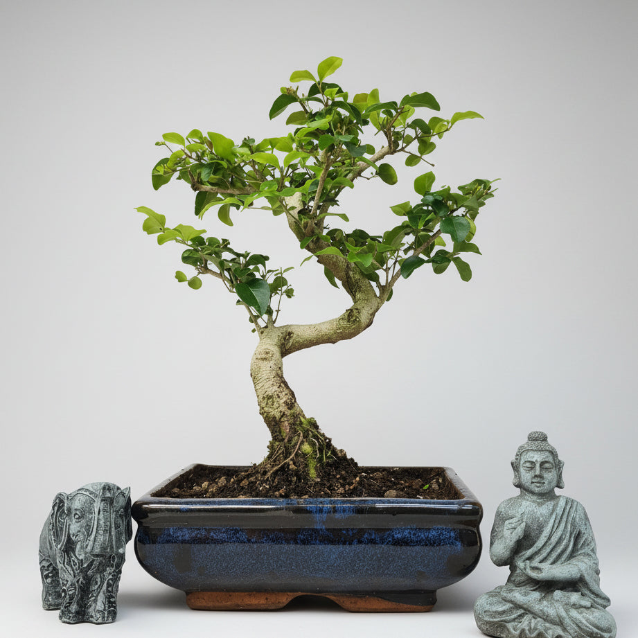 chinese privet bonsai tree Chinese Privet (Ligustrum Sinense) Bonsai Tree | Shaped