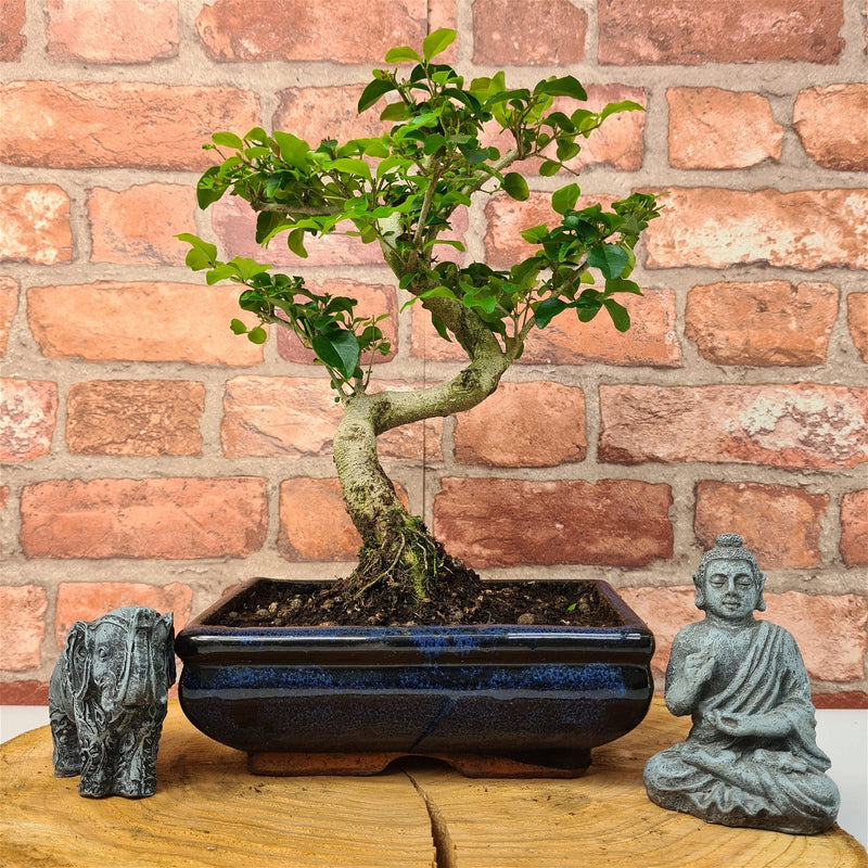 Chinese Privet (Ligustrum Sinense) Bonsai Tree | Shaped | In 20cm Pot - Yorkshire Bonsai