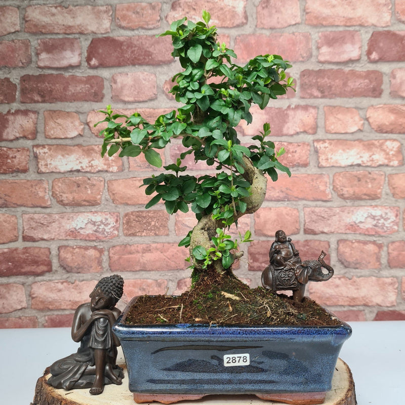 Chinese Privet (Ligustrum Sinense) Bonsai Tree | Shaped | In 20cm Pot - Yorkshire Bonsai
