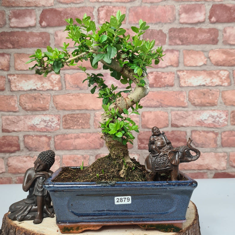 Chinese Privet (Ligustrum Sinense) Bonsai Tree | Shaped | In 20cm Pot - Yorkshire Bonsai