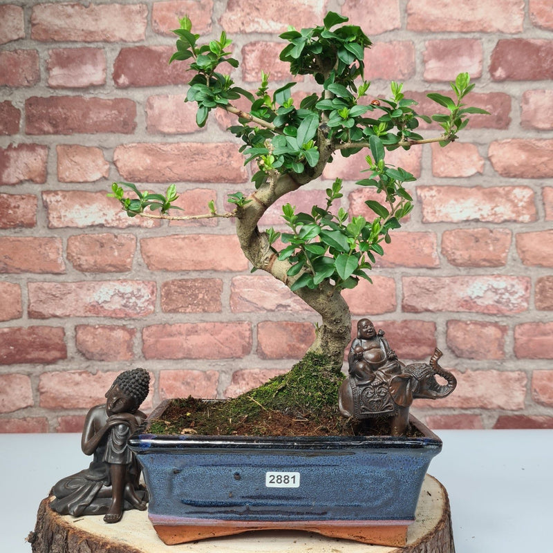 Chinese Privet (Ligustrum Sinense) Bonsai Tree | Shaped | In 20cm Pot - Yorkshire Bonsai