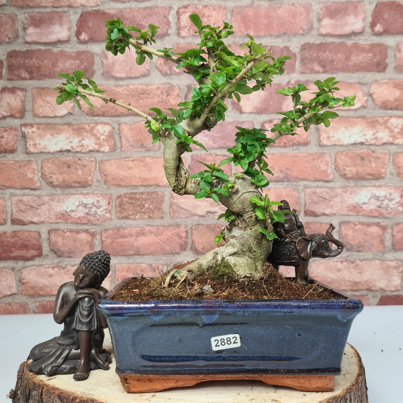 Chinese Privet (Ligustrum Sinense) Bonsai Tree | Shaped | In 20cm Pot - Yorkshire Bonsai