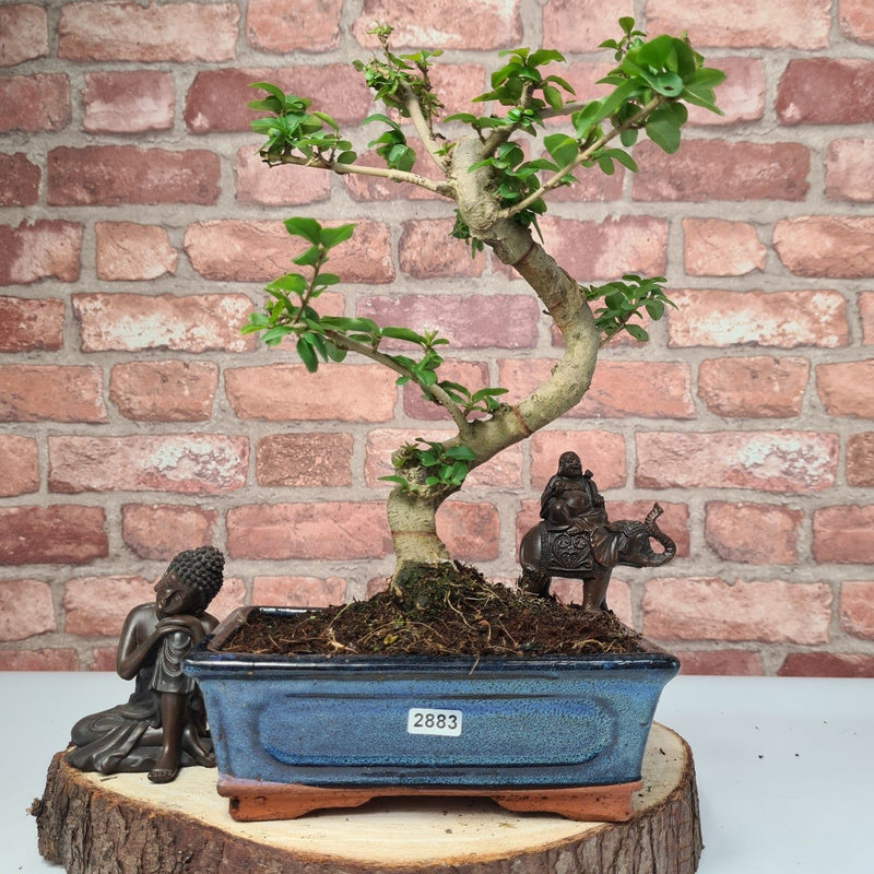 Chinese Privet (Ligustrum Sinense) Bonsai Tree | Shaped | In 20cm Pot - Yorkshire Bonsai
