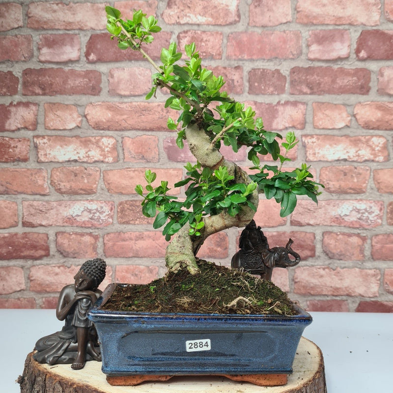 Chinese Privet (Ligustrum Sinense) Bonsai Tree | Shaped | In 20cm Pot - Yorkshire Bonsai